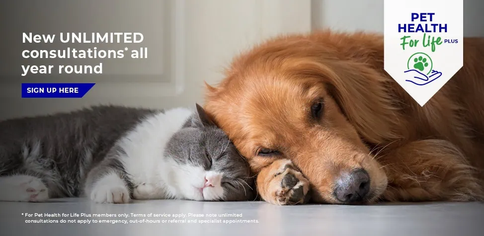 Norwood Vets in Beverley and Kingswood in East Yorkshire